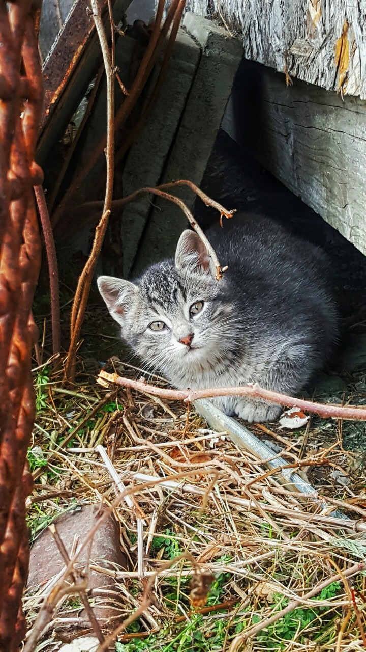 ♢savage cat♢
