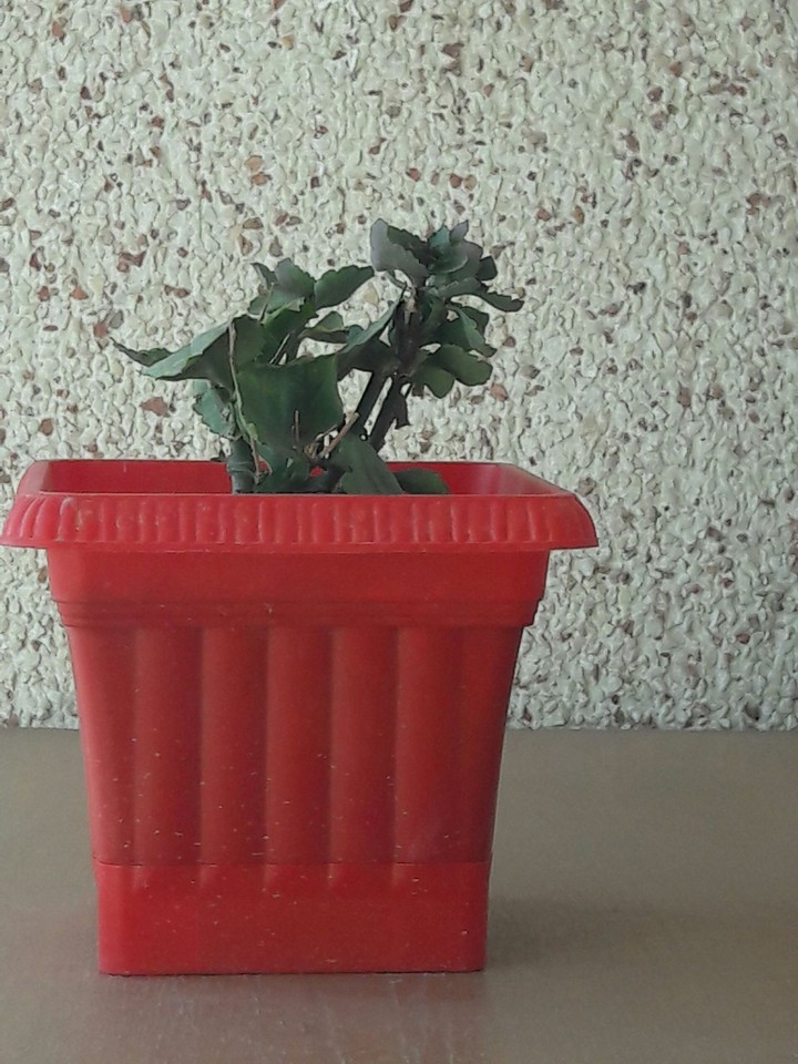 lonely plant