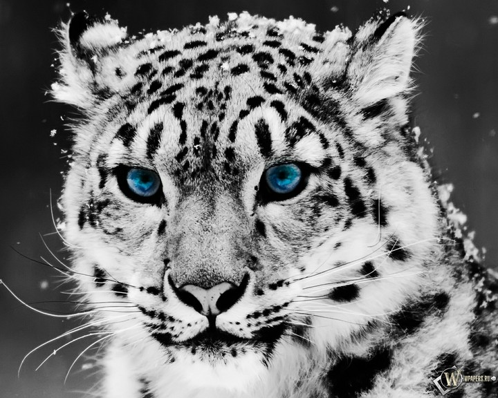 Kitty