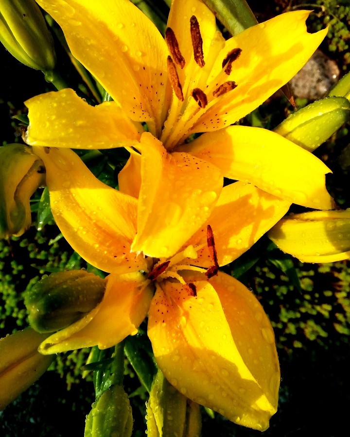 Flowers