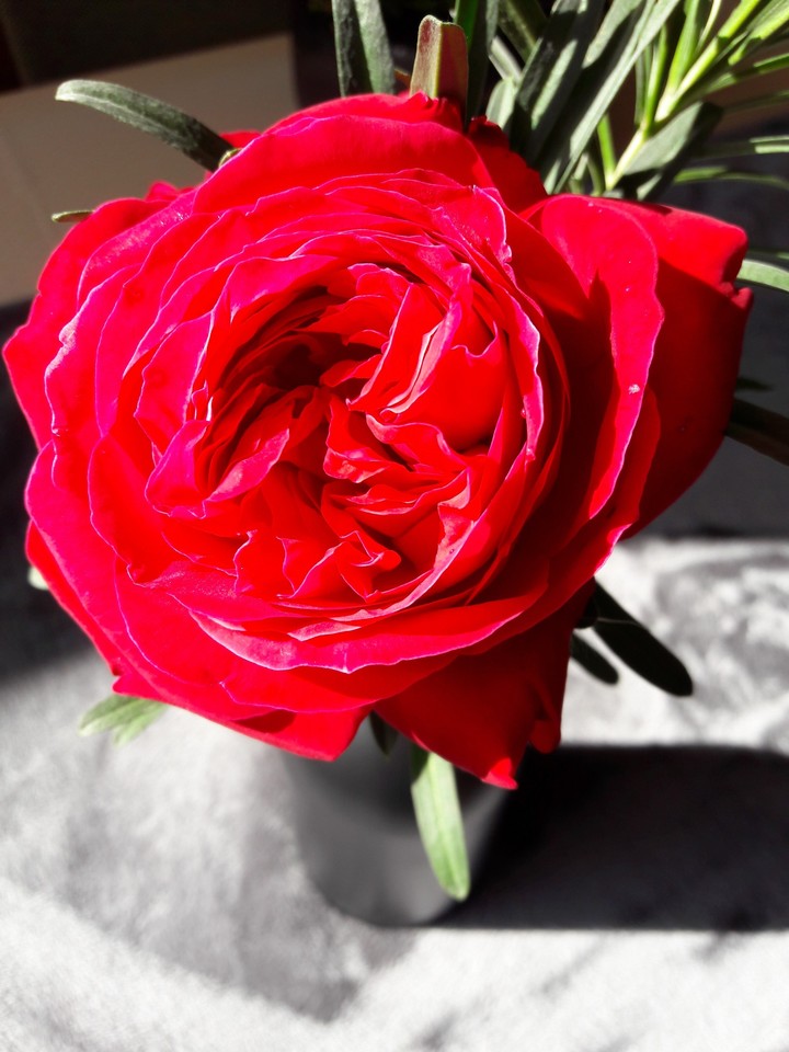 a single red rose