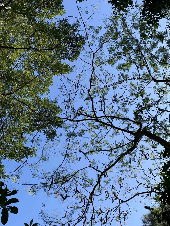 trees