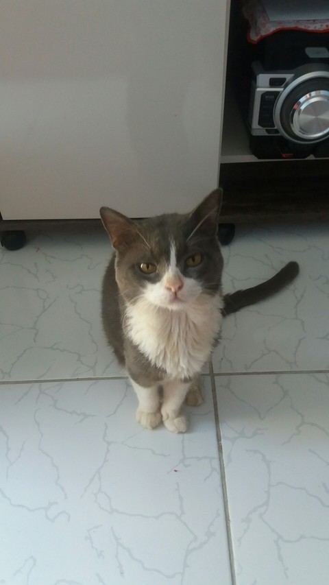 gato