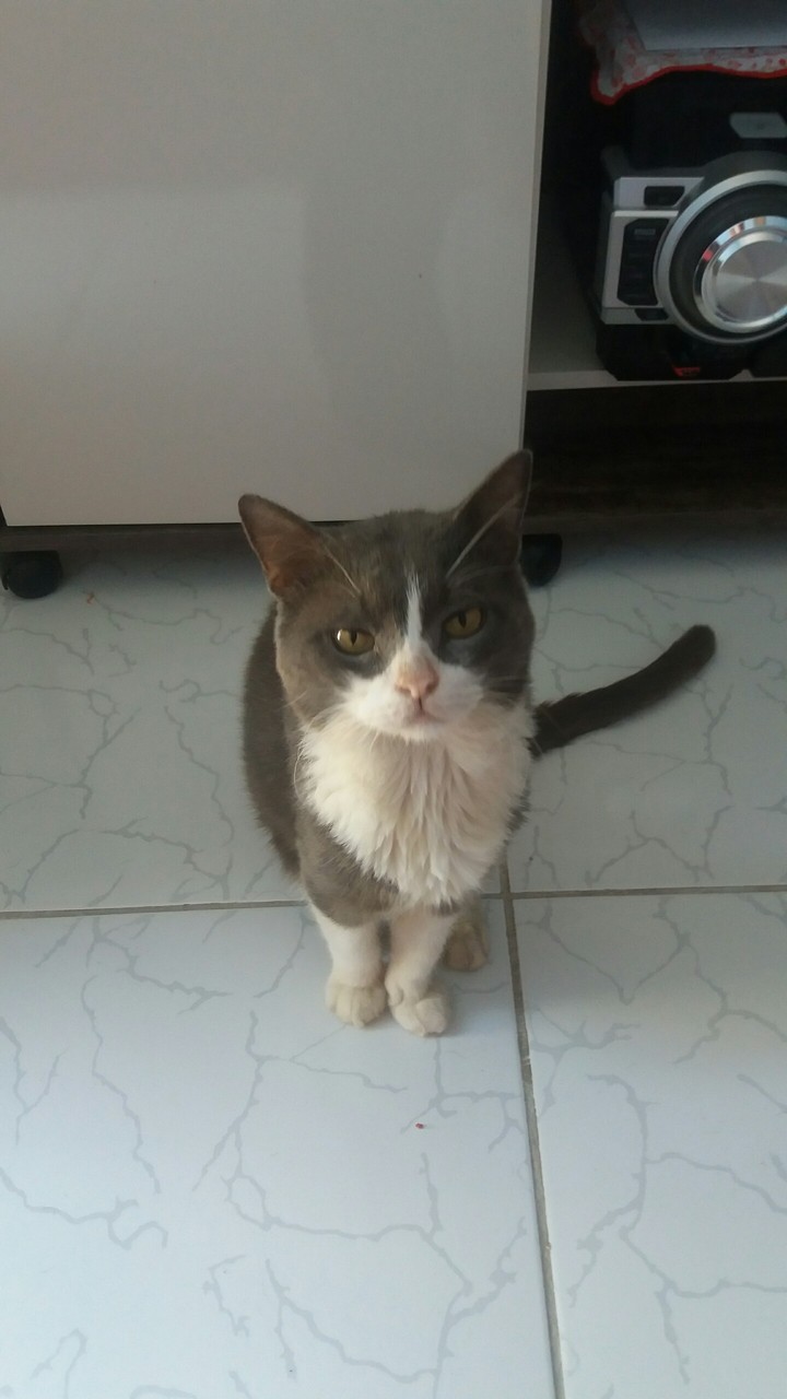 gato