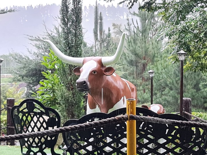 cow