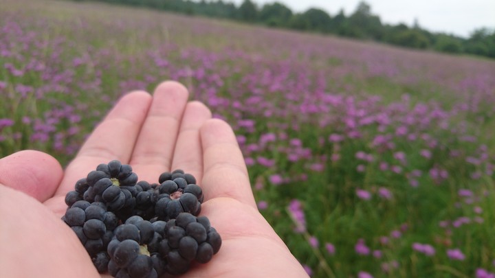 Blackberry