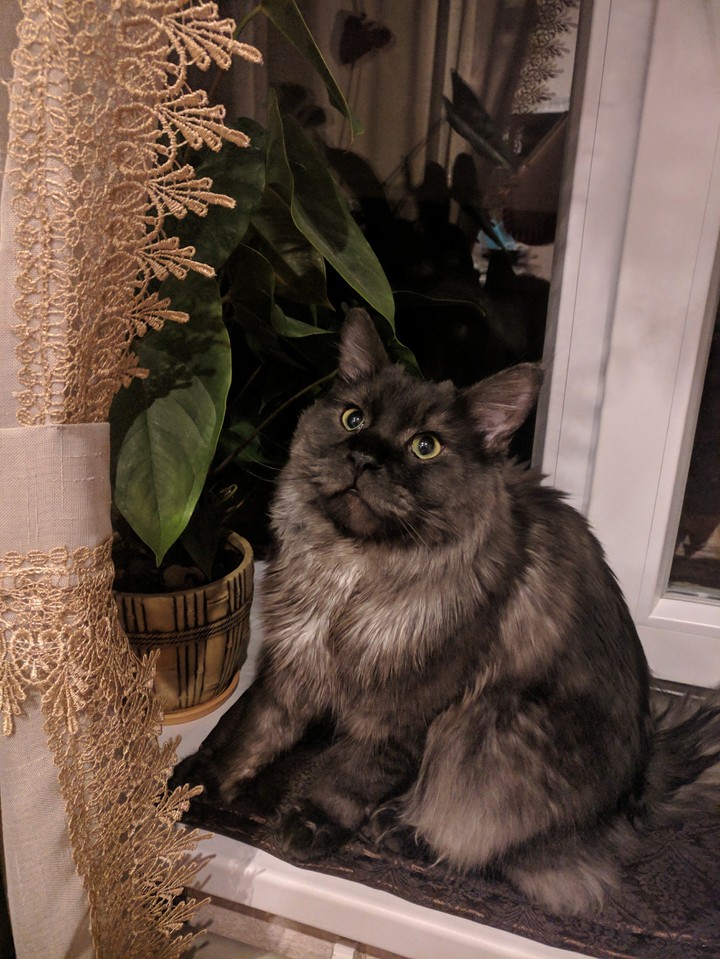 Mainecoon