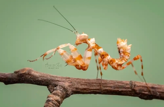 small predators