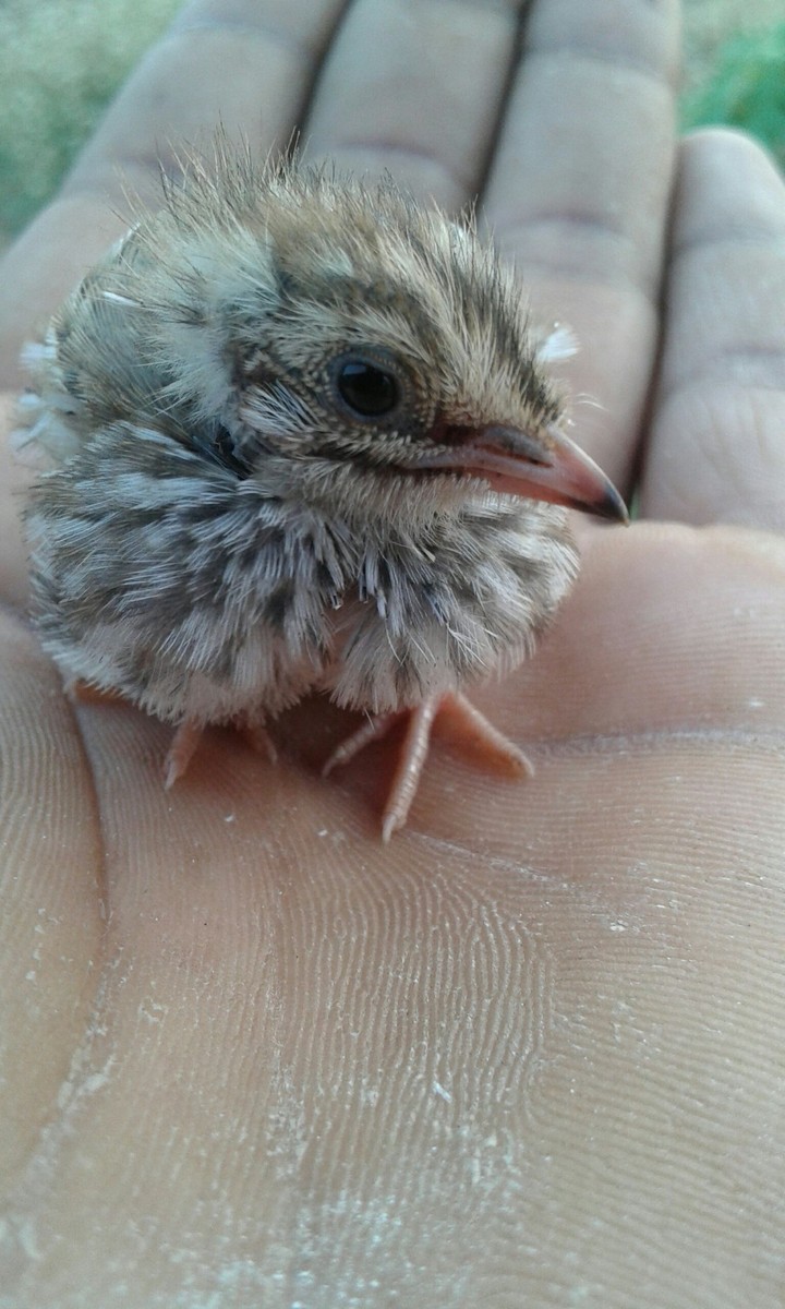 Bird
