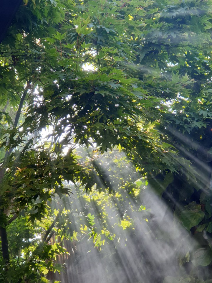 sunbeams