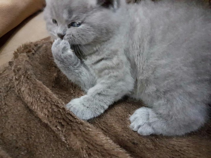 купи