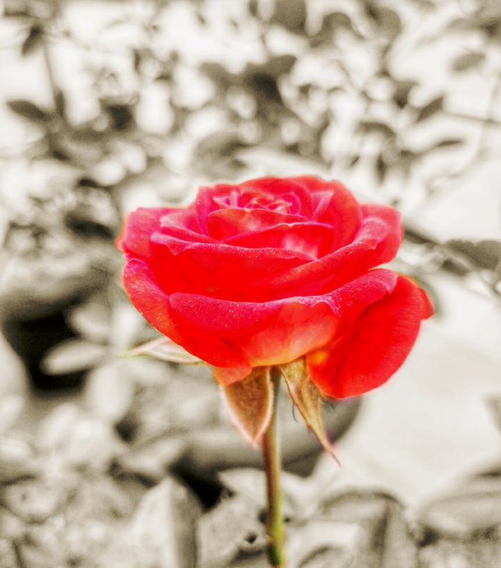 rose