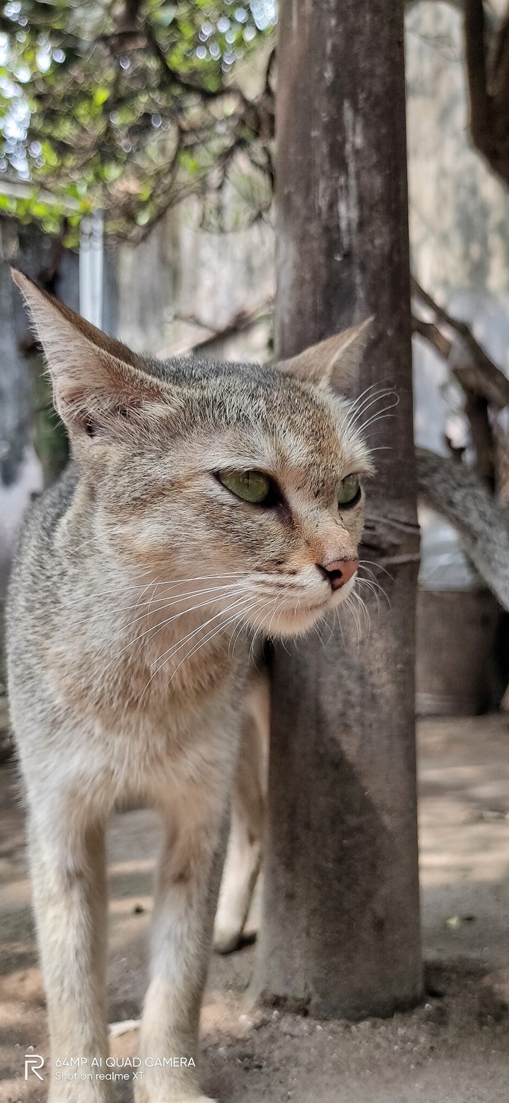 cat