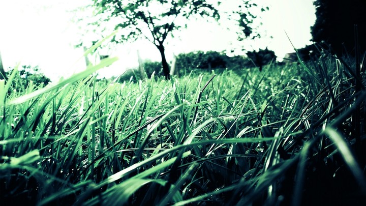 Green Grasses