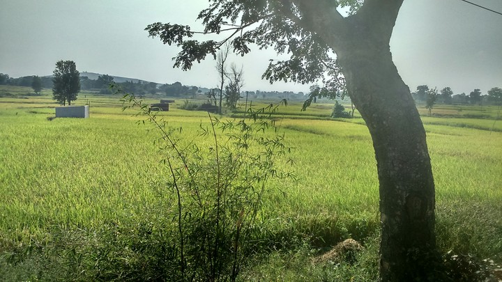 Nature