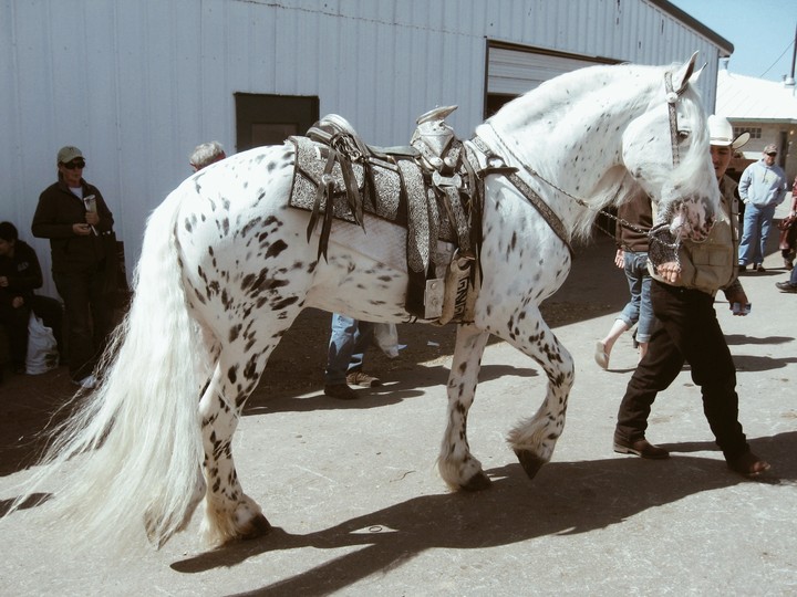 Horse