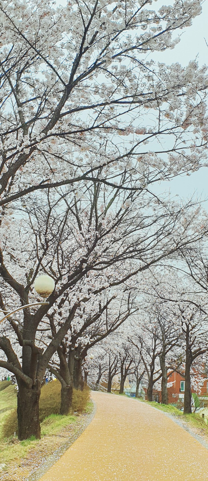 Cherry Blossom Road
