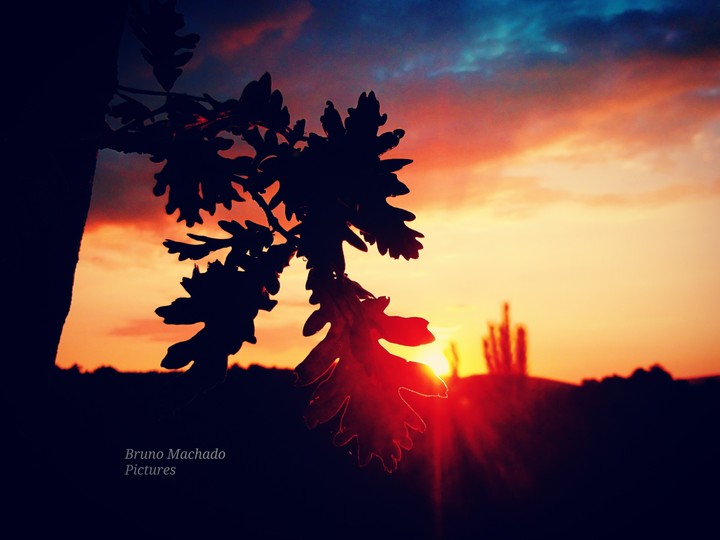 sunset tree.