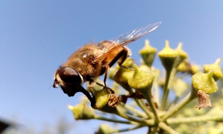 hoverfly