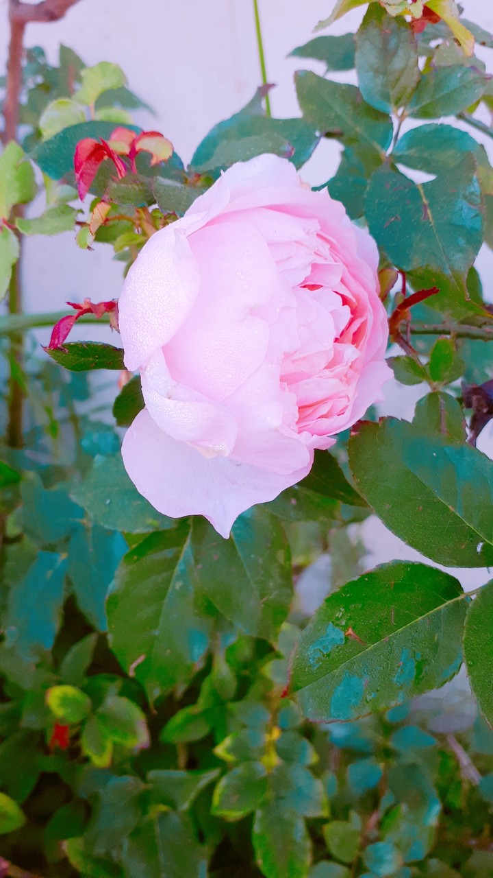 Pinky