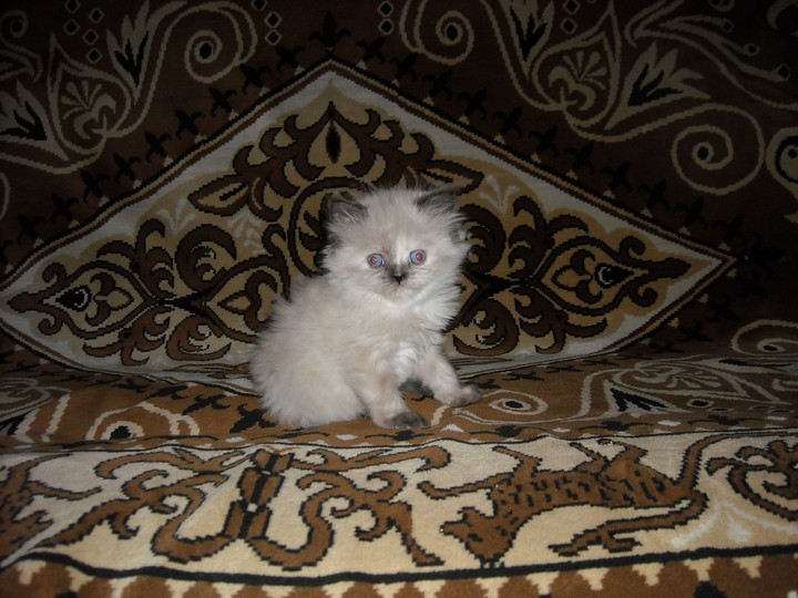 Котёнок