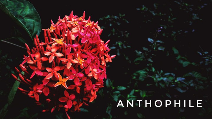 Anthophile