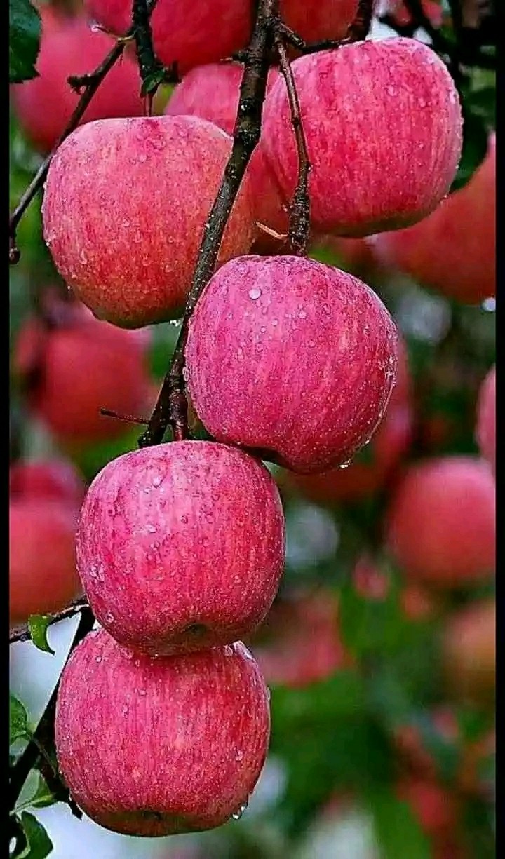 fresh apple's