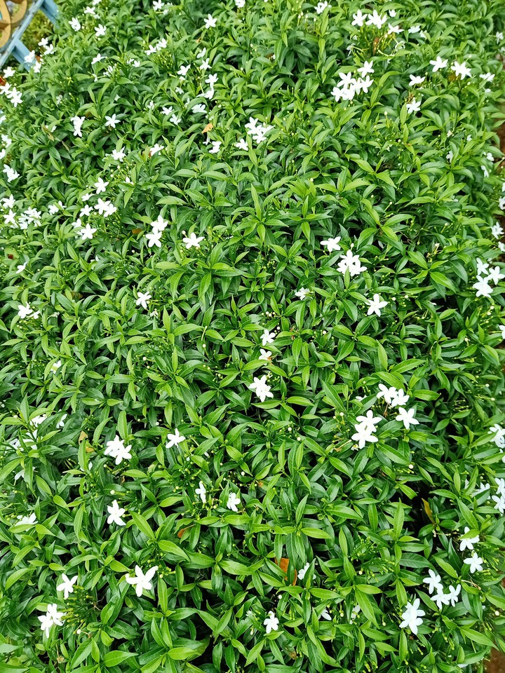 white in green