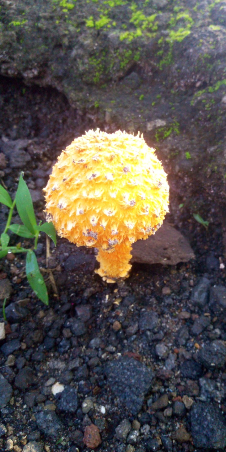 Mushroom Y