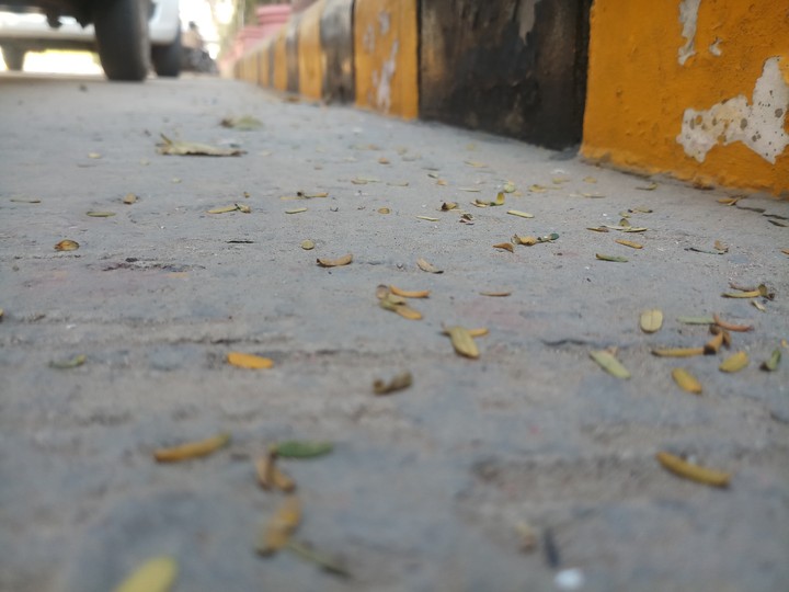 leaves