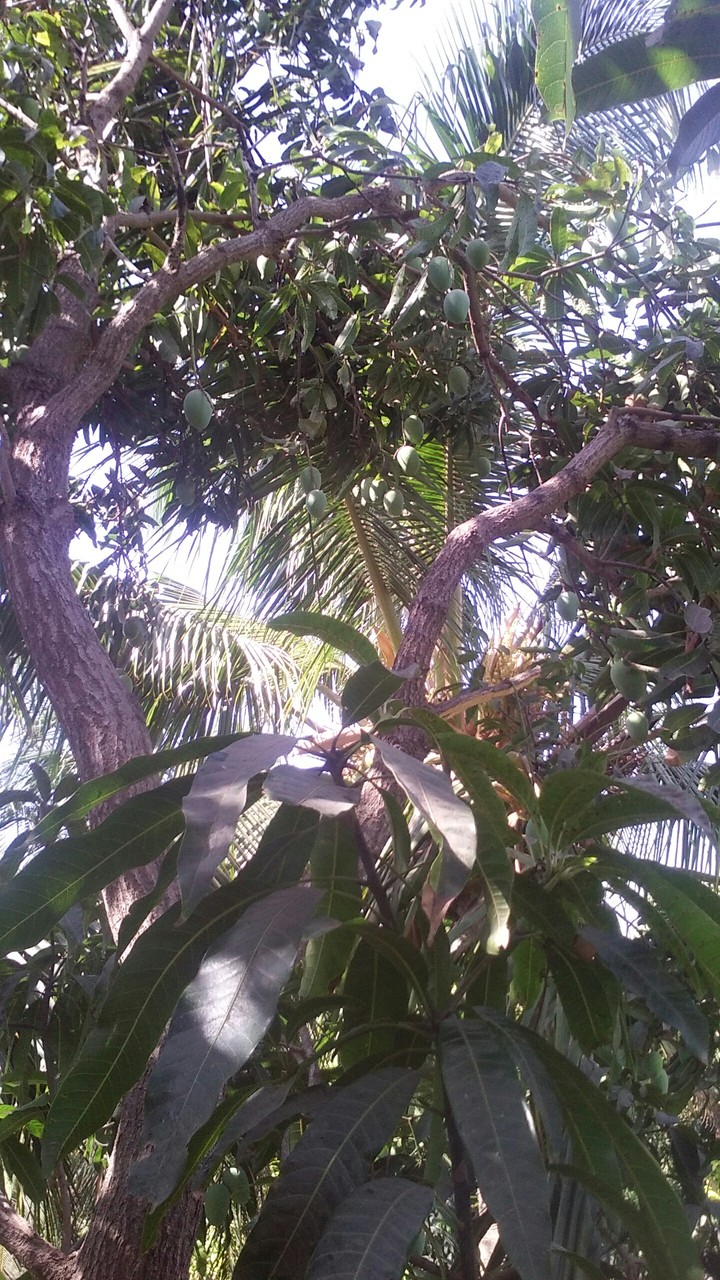 Mango farm