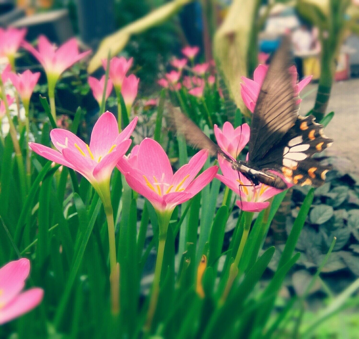 Butterfly...