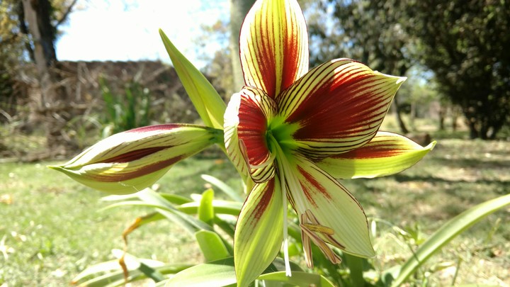 Flor hermosa