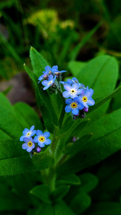 тапети dayflower, wildflower