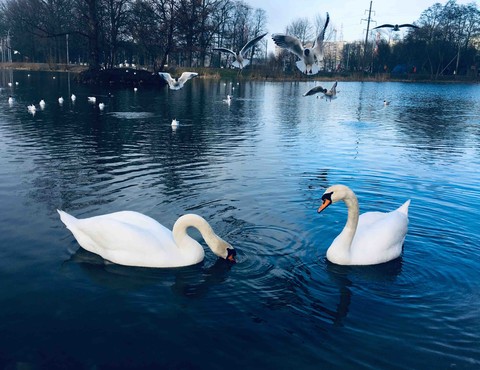 swans on the lake
