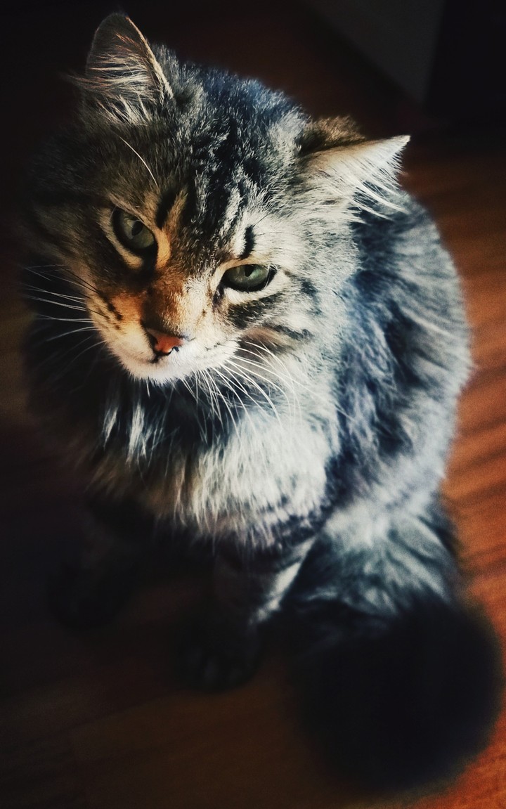 Gattone