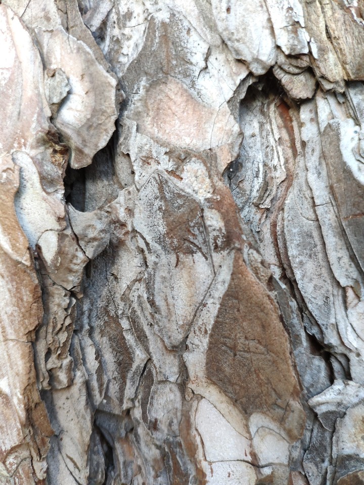 Tree bark