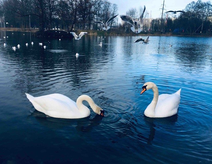 swans on the lake