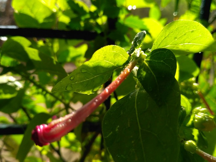 beauty of nature