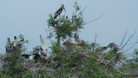 birds