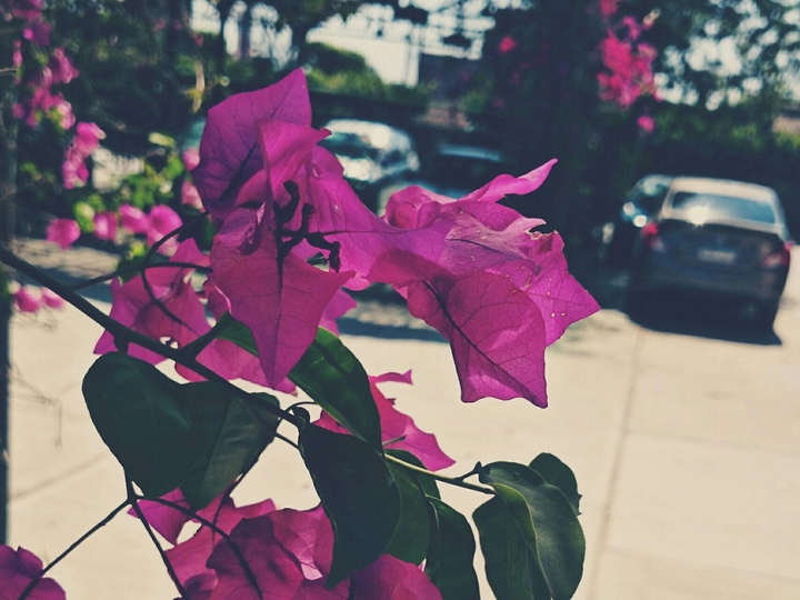 Pink flowers.