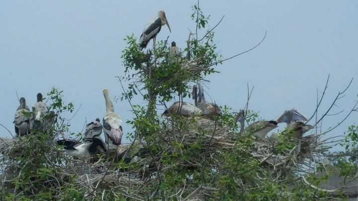 birds