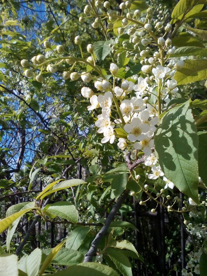 цветы
