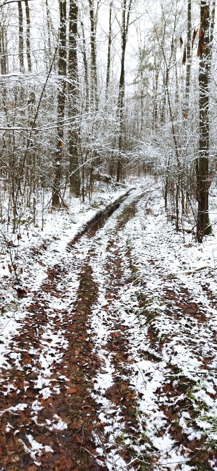 Winter forest