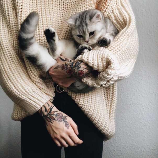 кот