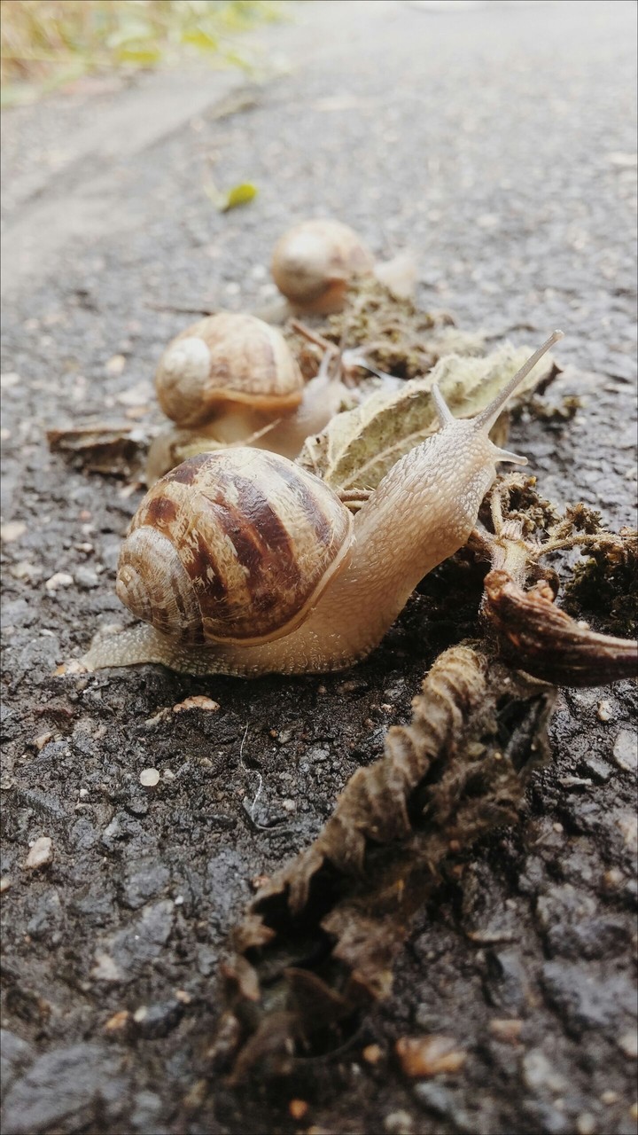 Caracol 