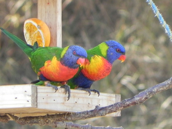 Rainbow Lorikeets