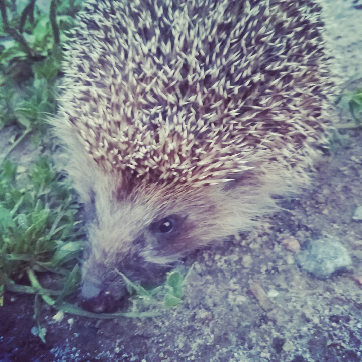 my pet