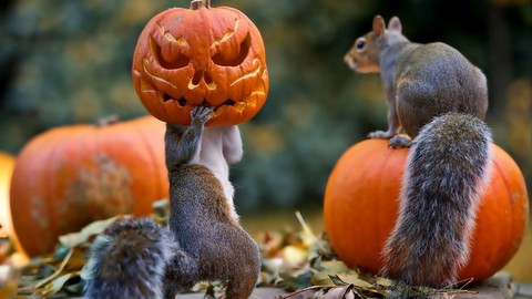 pumpkin, animal वॉलपेपर