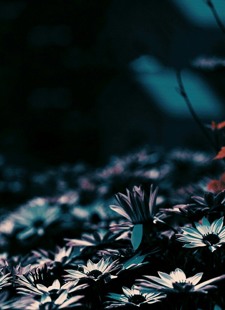 dark leaves